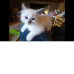 Kittens studio!