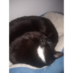 lazy pickles