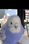 ビルド