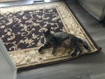 Bye hi bye hi my cat