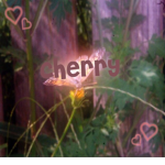 cherry ɞ
