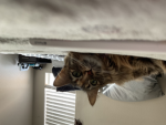 My cat shrimp group