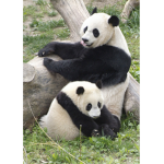 eam panda