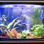 iMacquarium