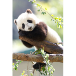 Panda queens and kings!