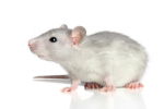 I HATE scammers SQAUD!!!
