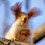 ~Squirrel Studios~