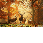 nature fandom