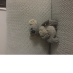 Koala kid’s