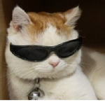 kitty's $$$