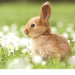 Bunny_gamers
