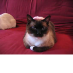 TEH#CATGROUP BUY MERCH