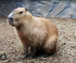 Capybara gaming club