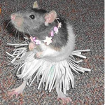 Roblox rats and mouse