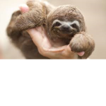 The Official Sloth BG Fan Club