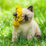 the flower kittes