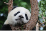 bread pandas