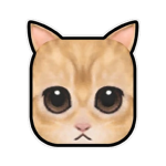 eśtudio de gato