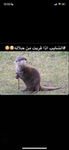 قروب عائله ام محمد