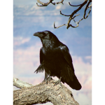 shadow crow