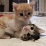 Kitties! ~ Have fun!
