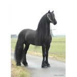 Mares