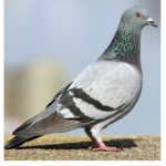 PIGEON UNITED!