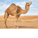the camel