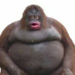 Chunky Monke!!!!