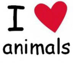 animal are the best