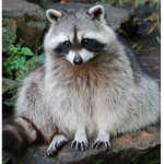 TEH #Raccoon squad