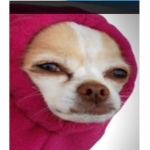 DogoDay