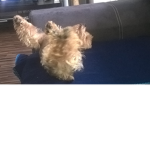 Adelle Dog team!