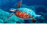 I like turtles.