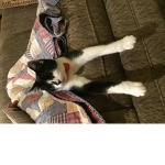 Super Super cute cats