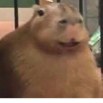 Da very epik capybara gang