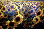 Aesthetic SunFlowers'