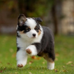 Dogs! Love