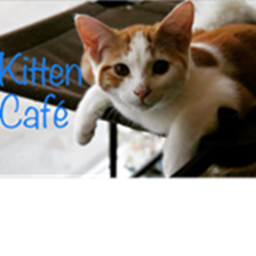 Kitten Cafe!