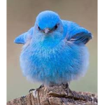 The Blue Bird Life