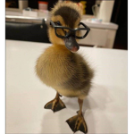 Preppy ducklings