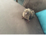 LucccccA