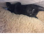 Team Batman & Robin
