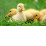 Da Duck Duck Group