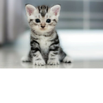 Gruppo_Gattini.