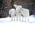 💎🐺--+*Wolves*+--🐺💎