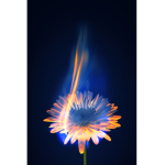 Burning Flowers