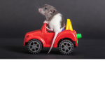 Rats come to mom