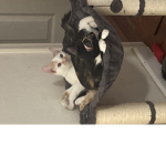 Helllooooooooo I love cats