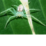 white spider